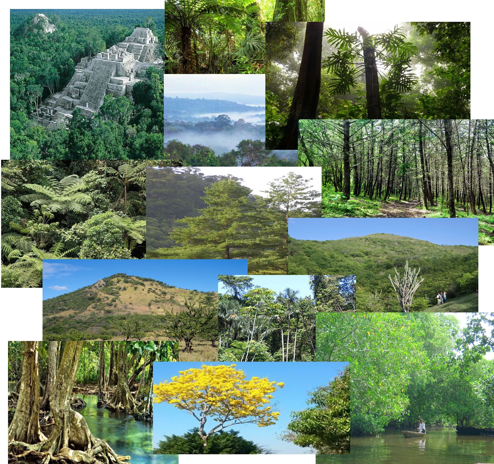 Clasificación de los Bosques, GUATEMALA GuatemalanJournal