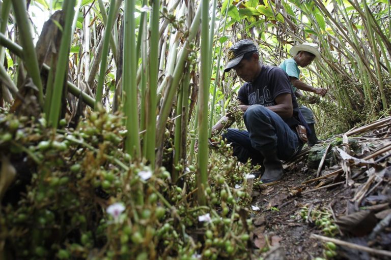 Cardamomo guatemalteco vive uno de sus mejores momentos ¿Quieres saber porqué? GuatemalanJournal